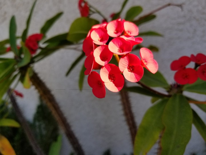 Morning Sun on Orange Flower