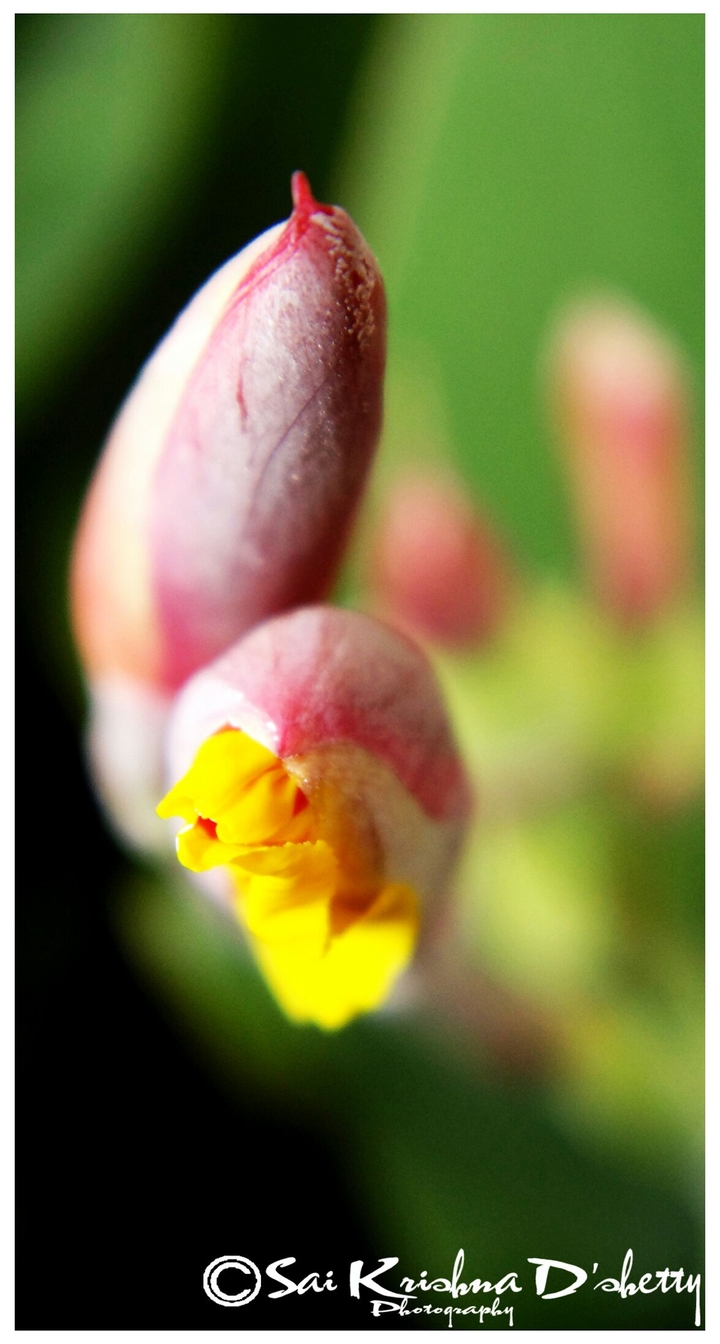 buds