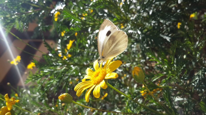 butterfly
