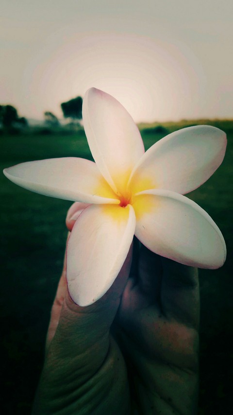 Flowet