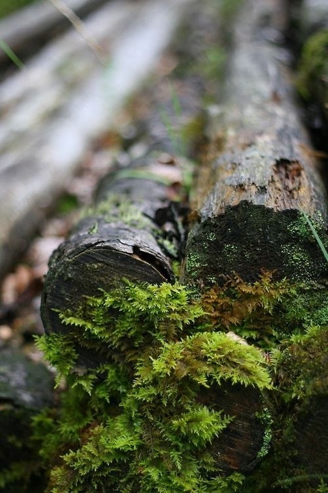 firewood