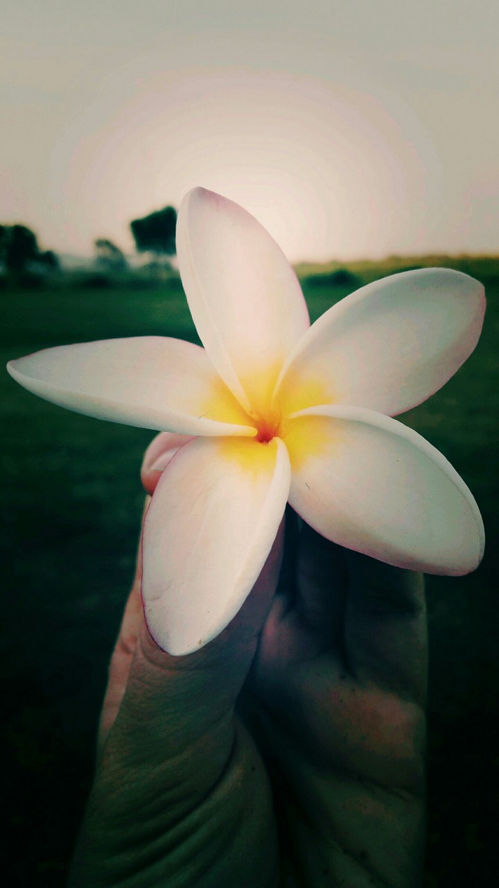 Flowet