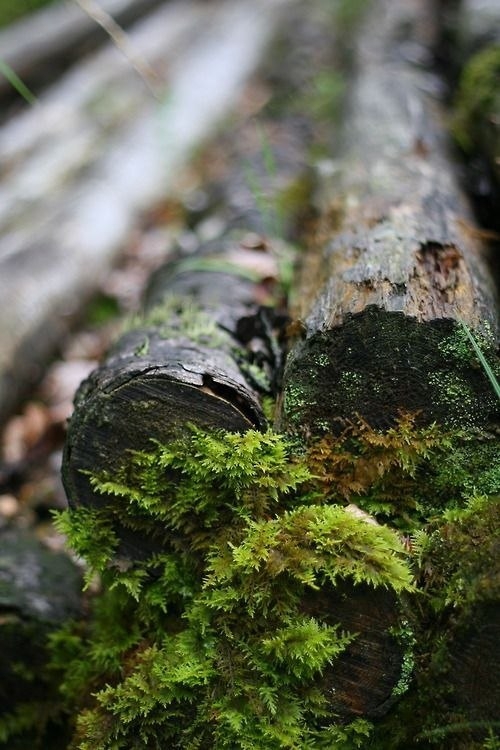firewood