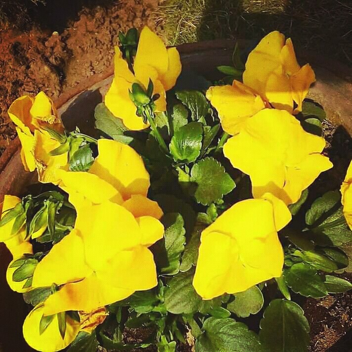 flower