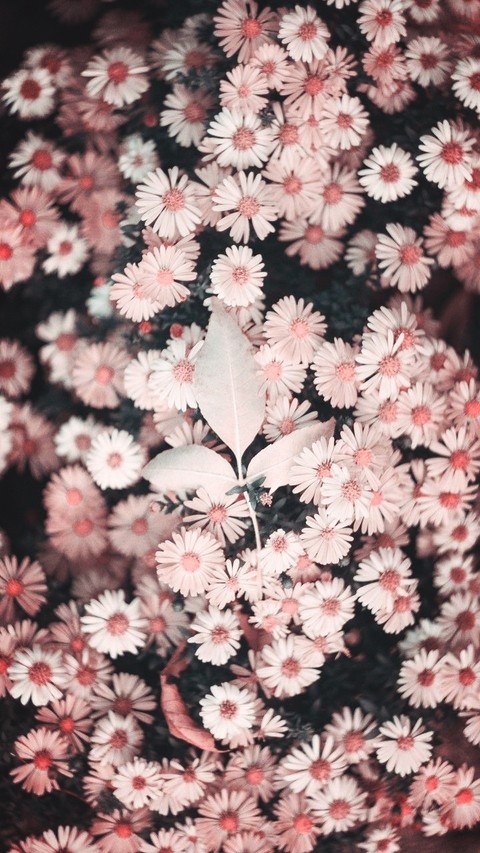 pink blooms