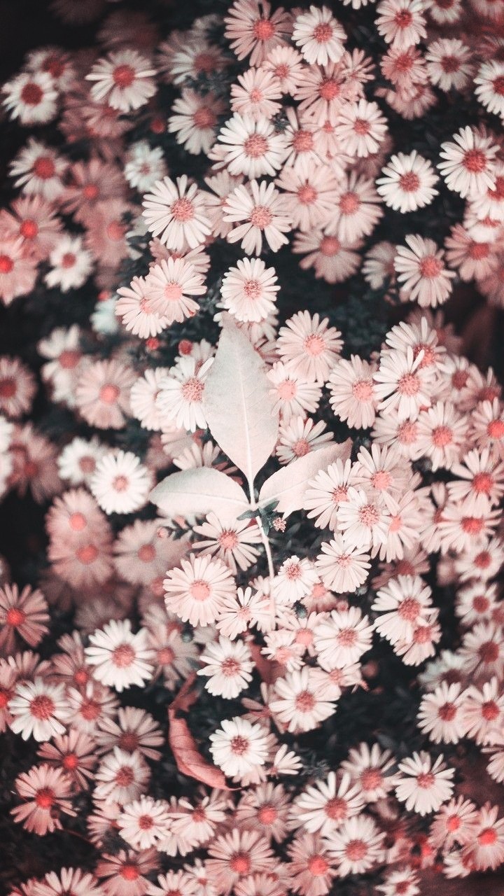 pink blooms