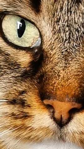 Sîtâ my cat