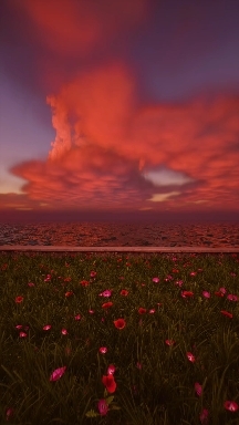 Amapolas