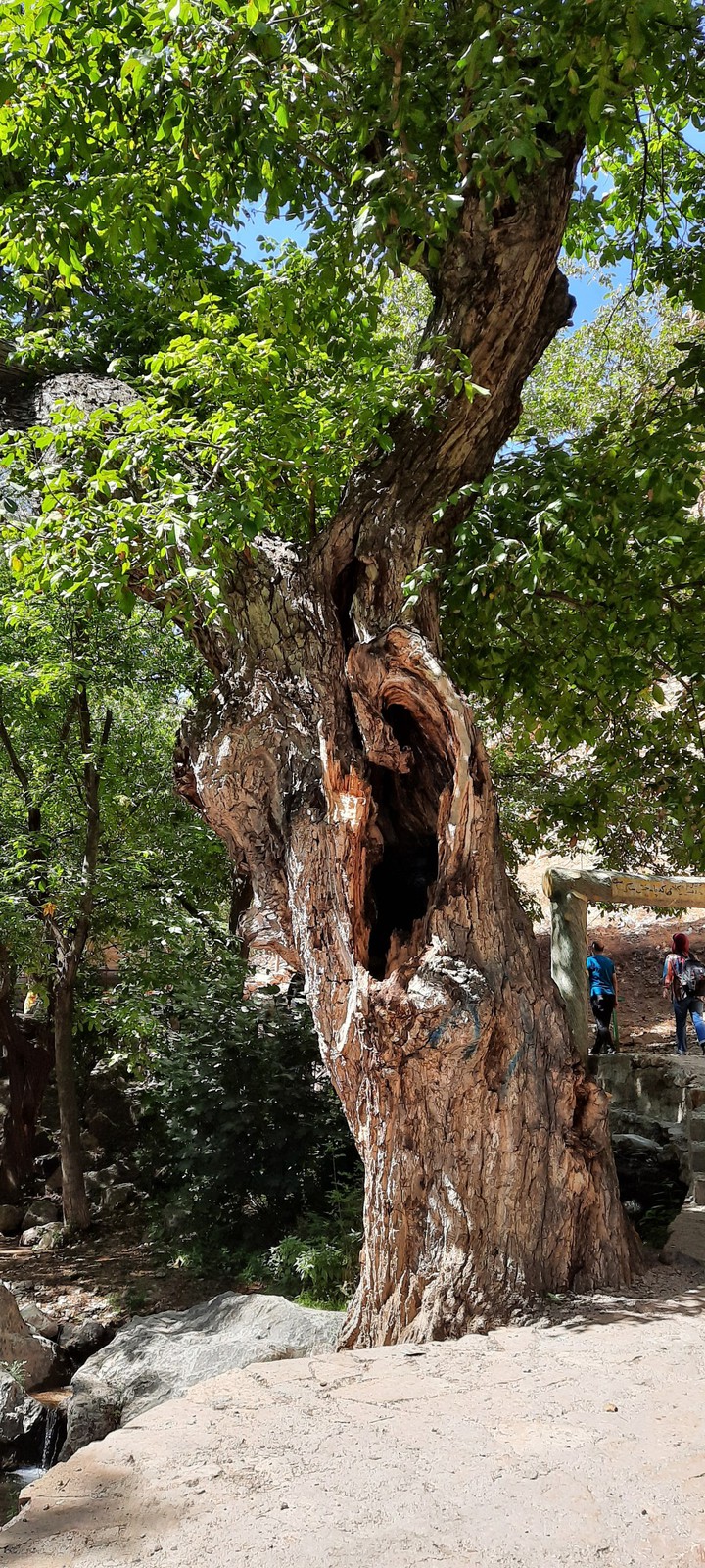 old tree