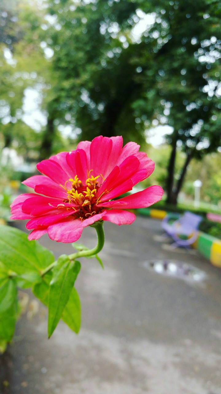 flower