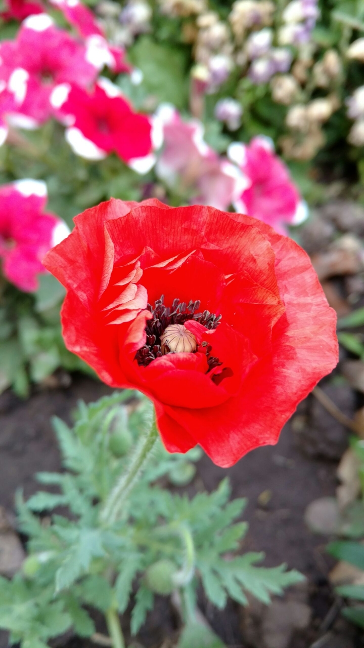 Amapola