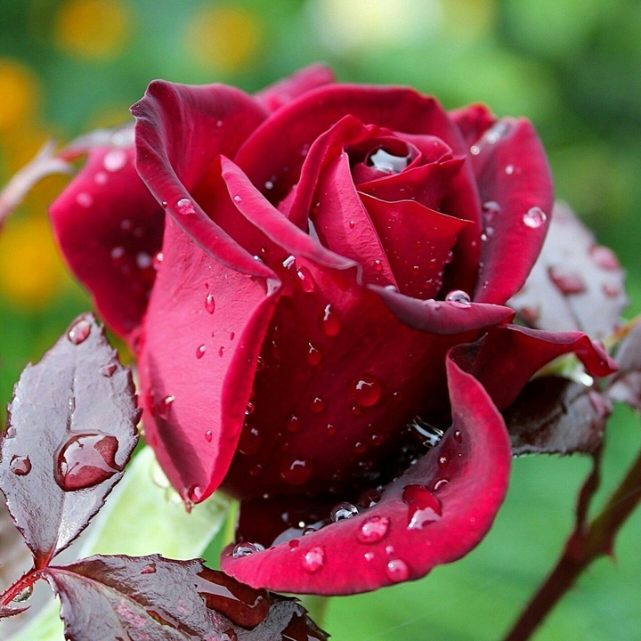 Wet Rose