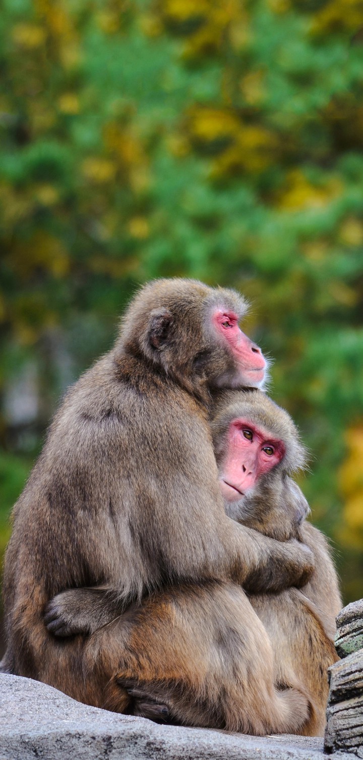 monkeys
