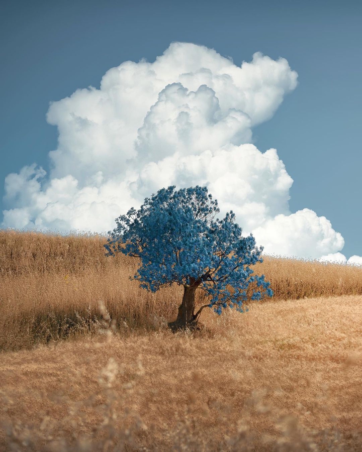 Blue Tree