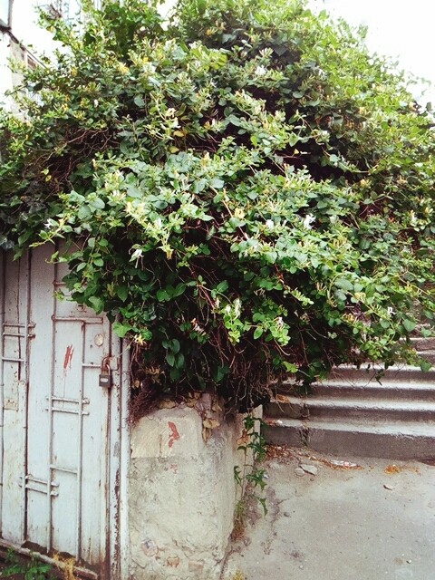 Secret Garden
