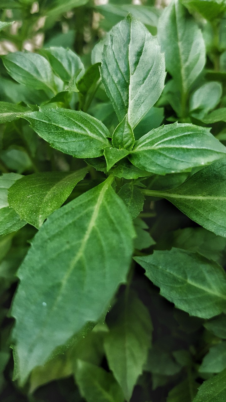 scent leaves