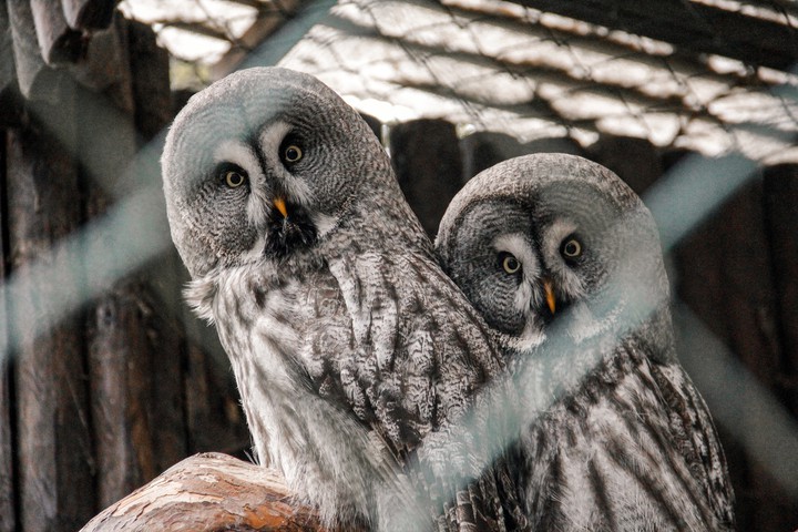owls