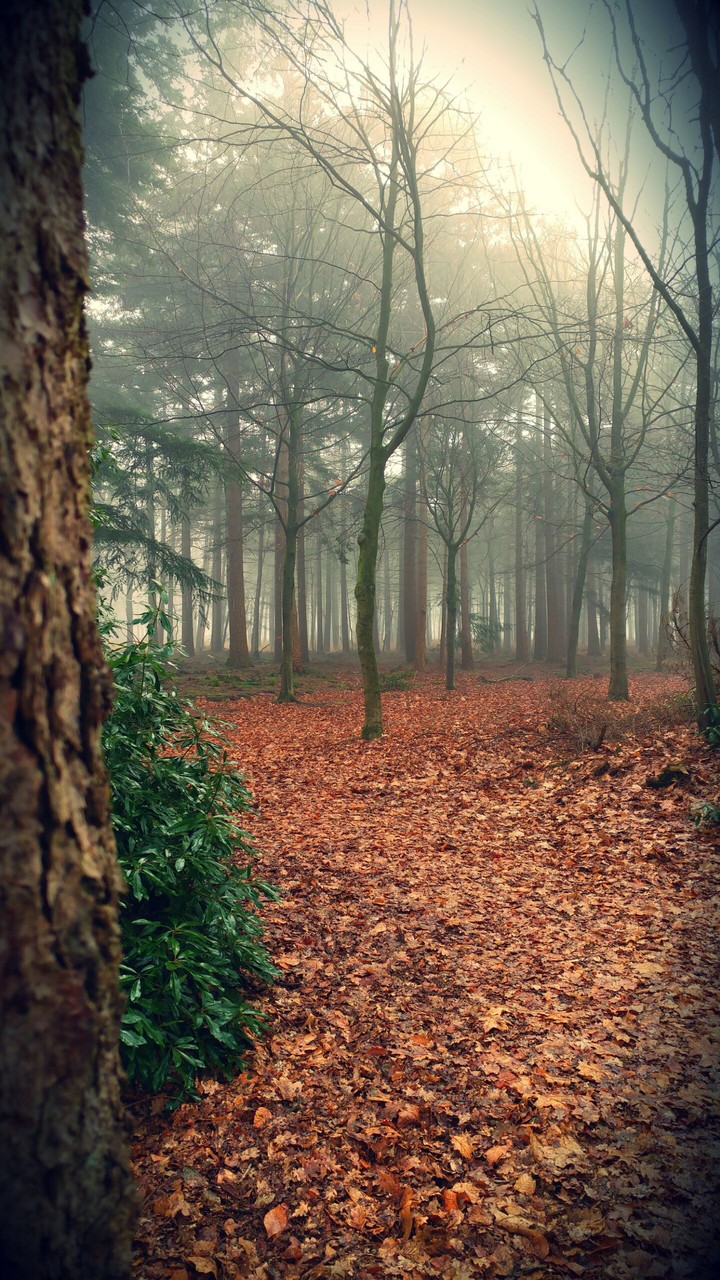 Mystery forest