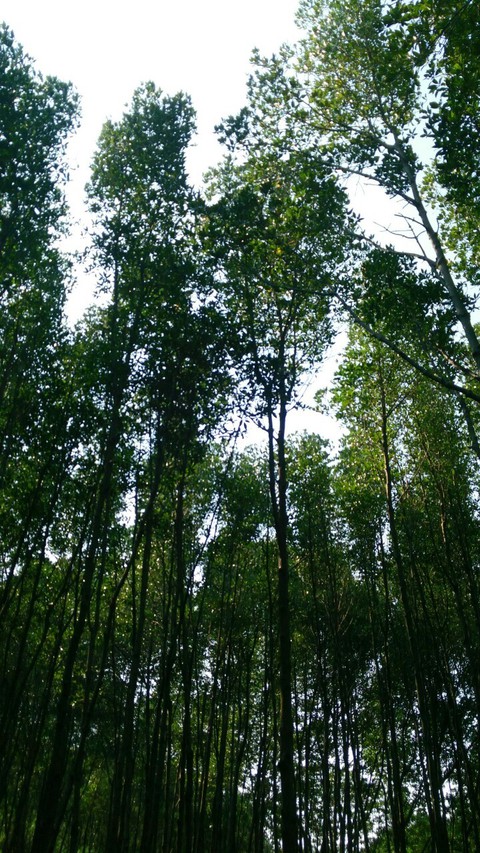 trees