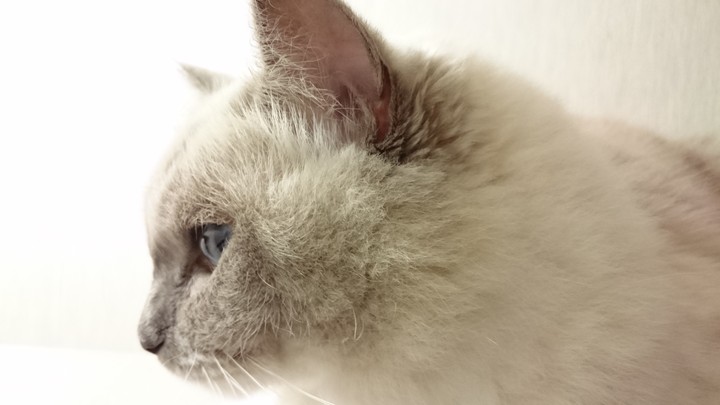 cat