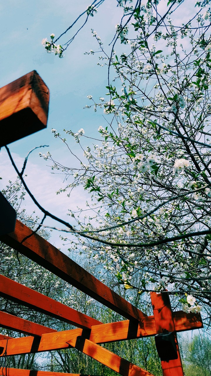 Cherry Trees