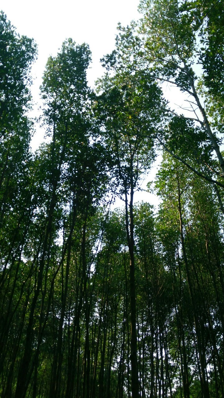 trees