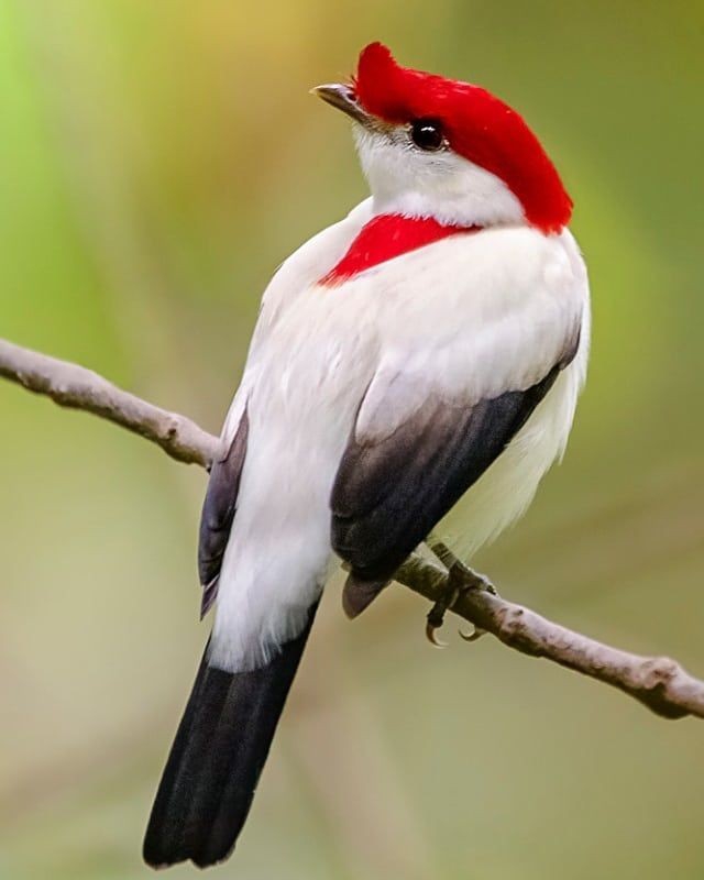 beautiful bird
