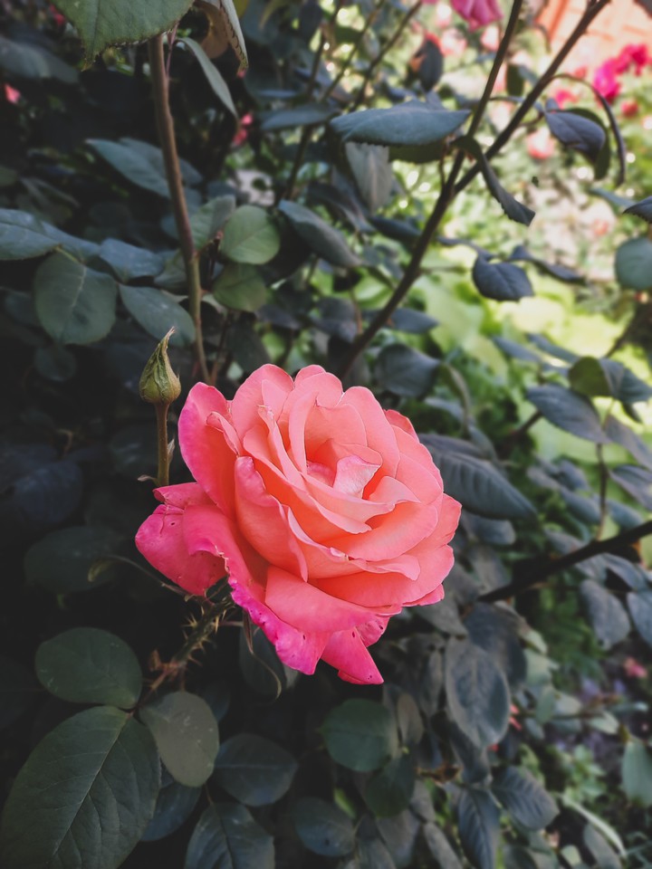 rose