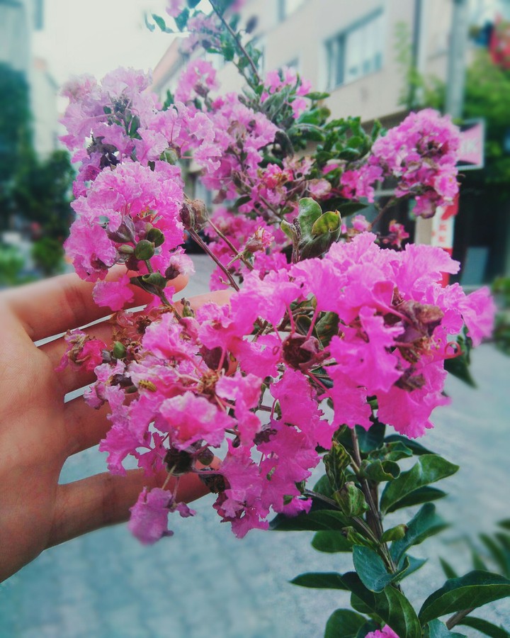 #pink