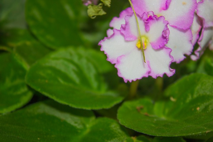 Pink Edges