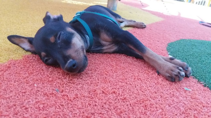 cachorro