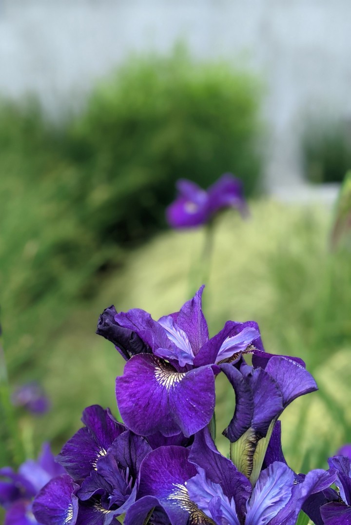 iris