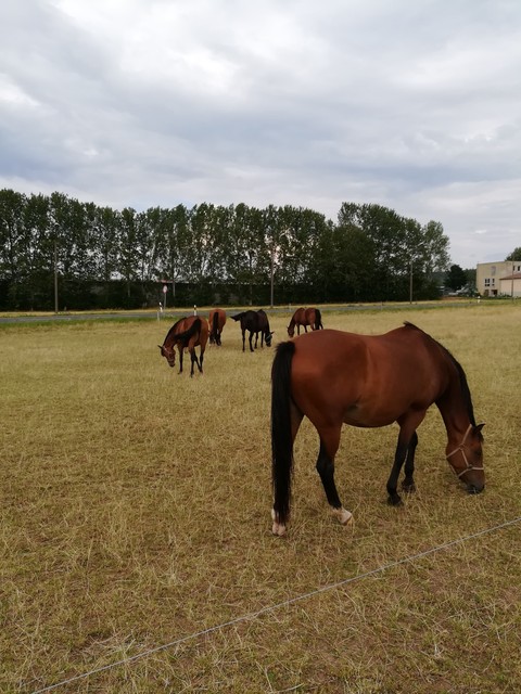 Horses