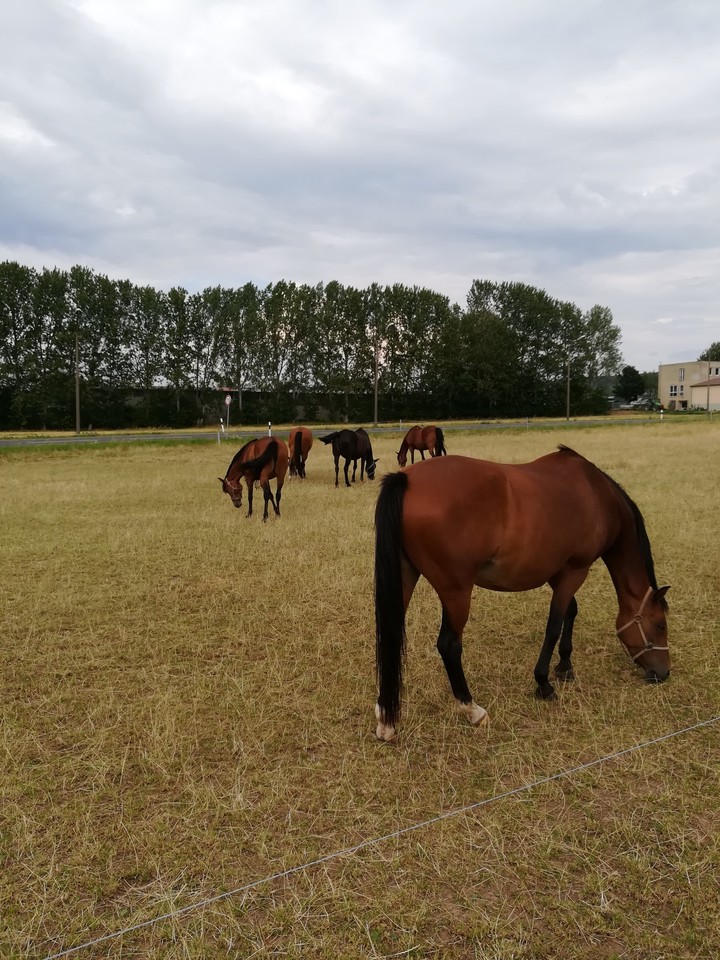 Horses