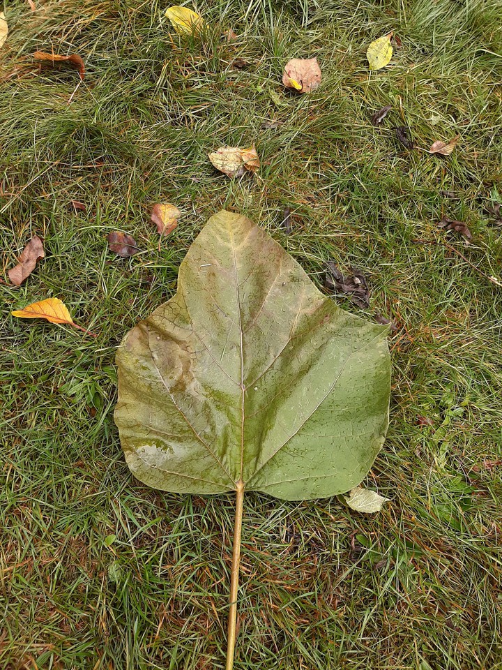 a giant leaf