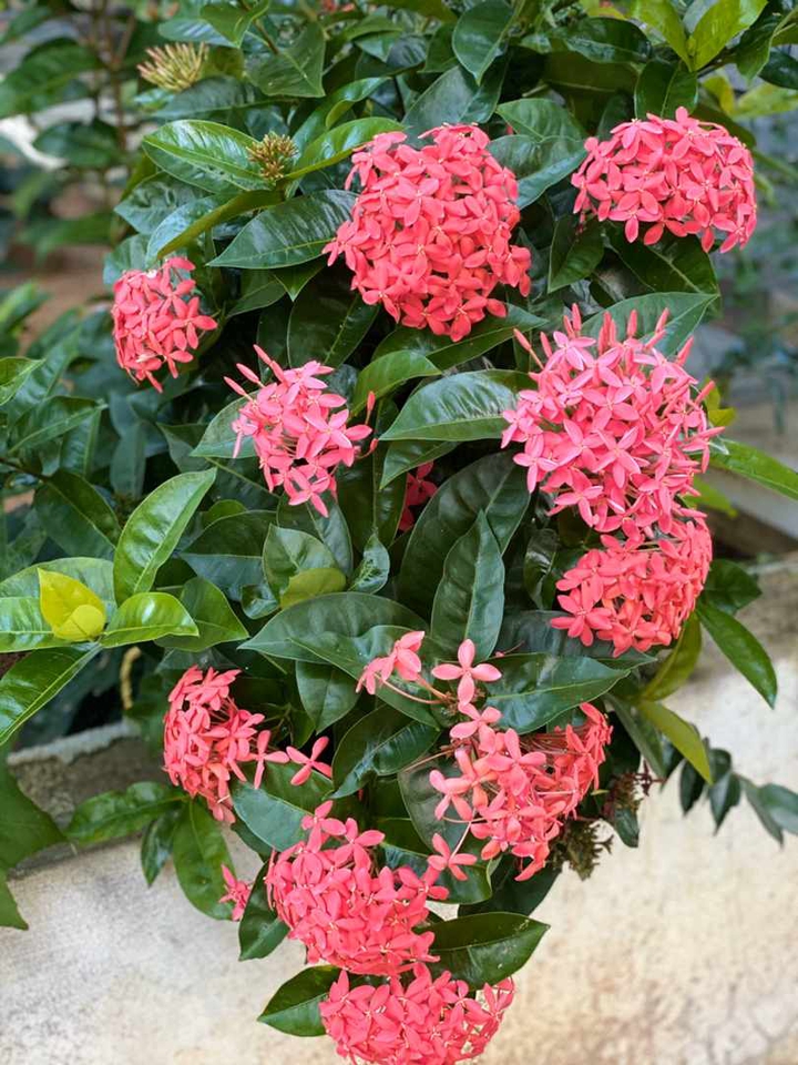 pink flowers