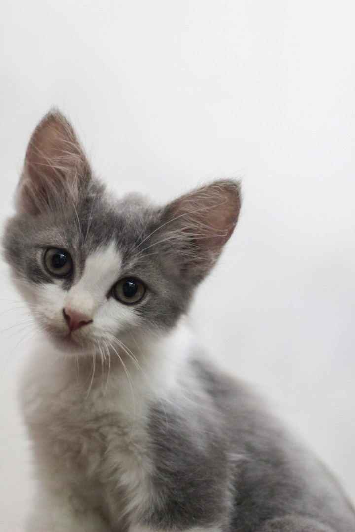 Cat MixDome