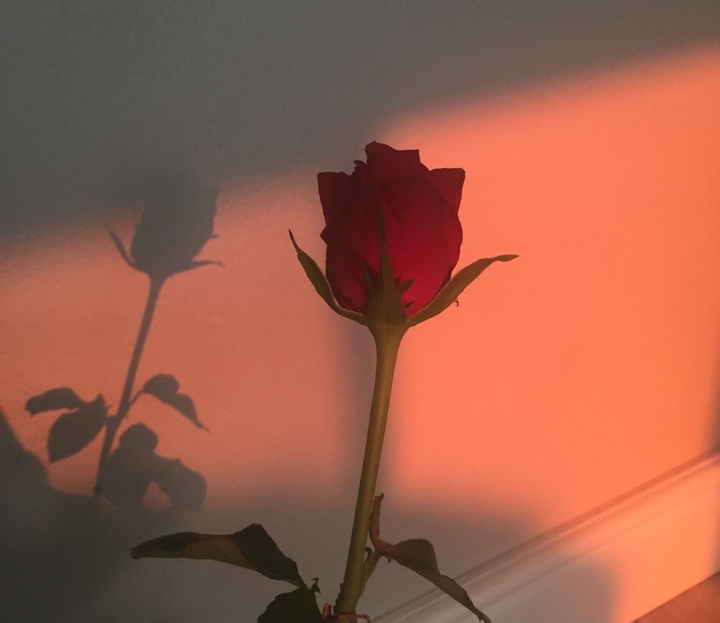 rose