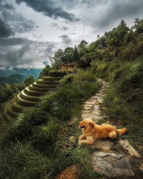 sfondi mountain, dog
