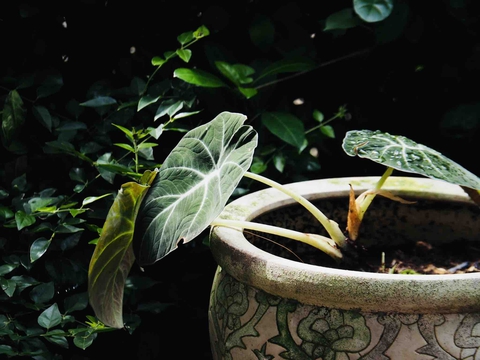 Water, plant háttérképek