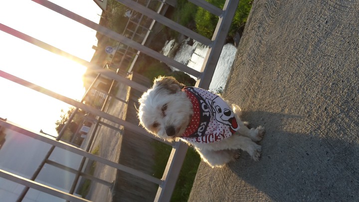 my cute dog