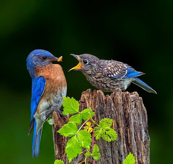 hungry nestling