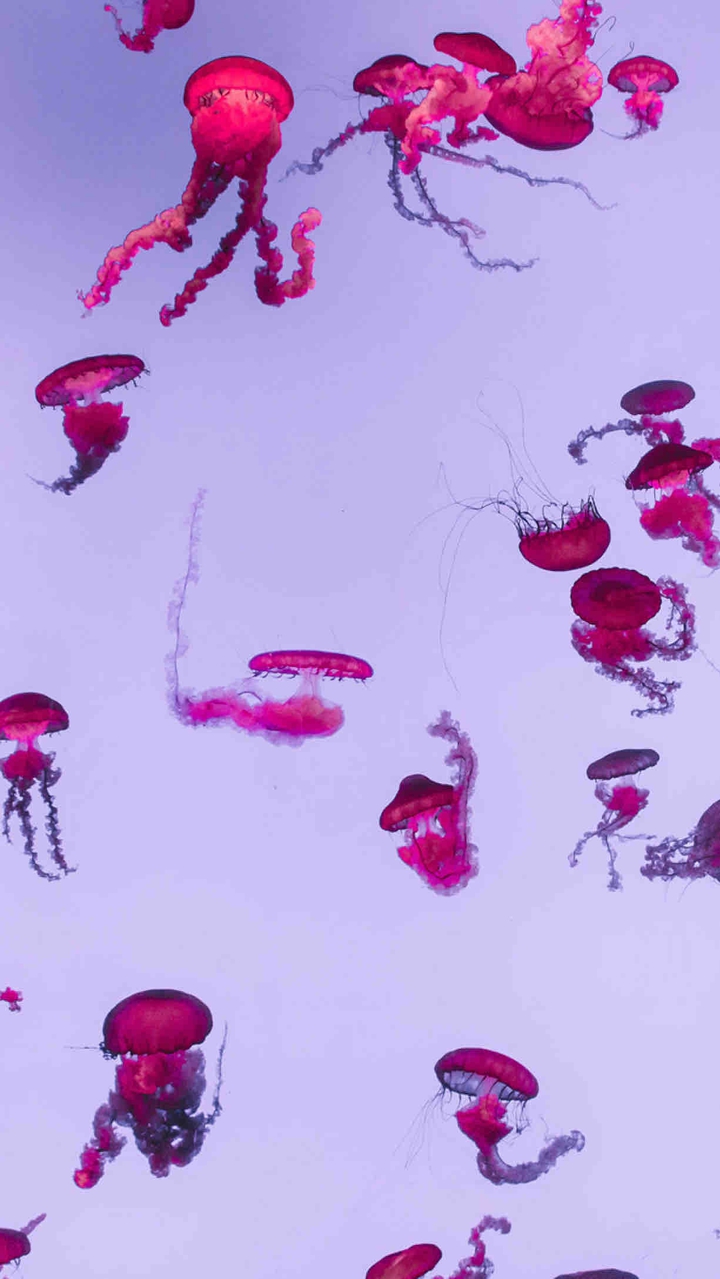 Pink jewels