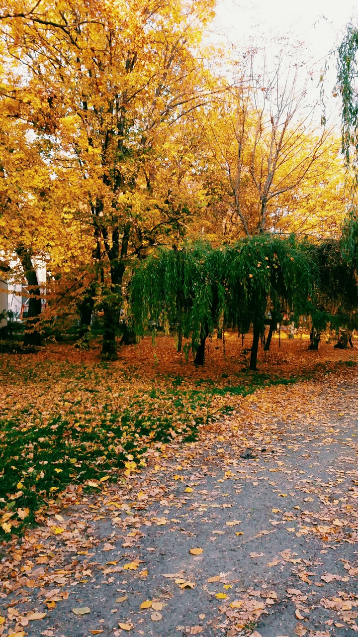 golden autumn