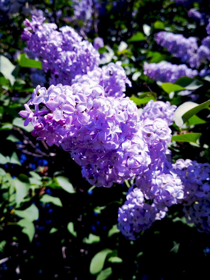 lilac