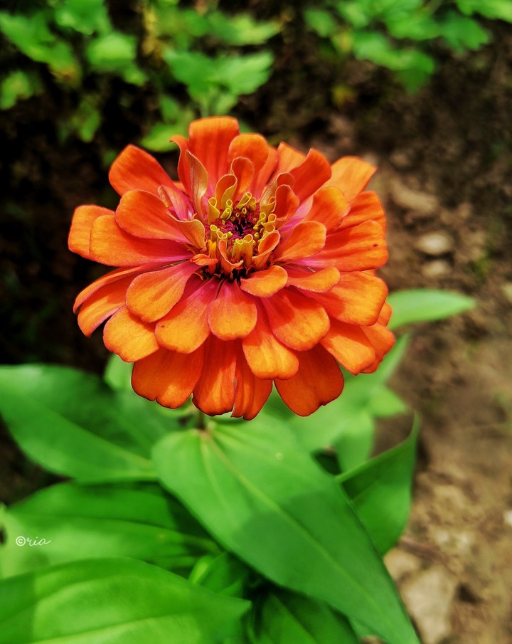 Beautiful Zinnia..