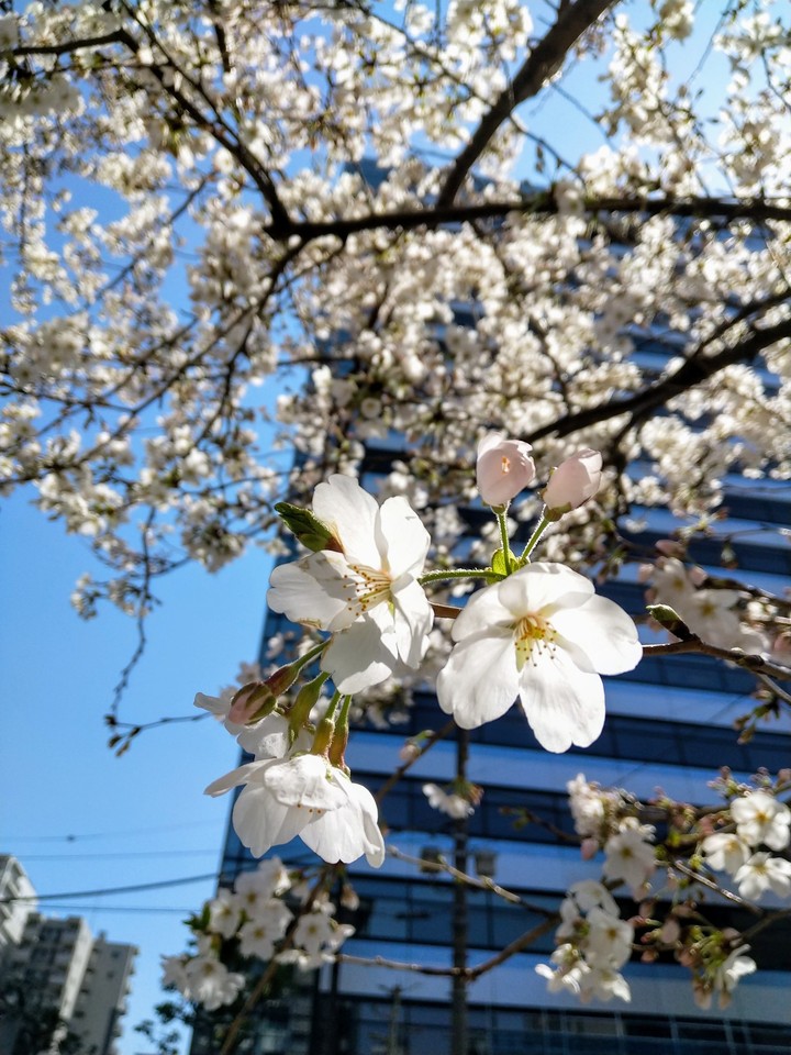 SAKURA