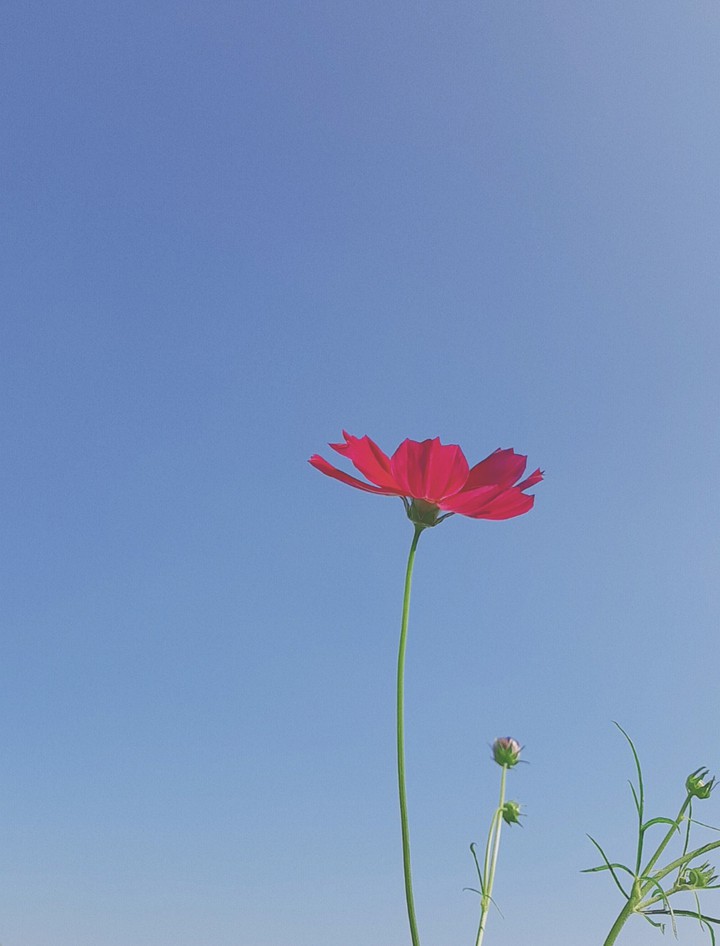 album spring
