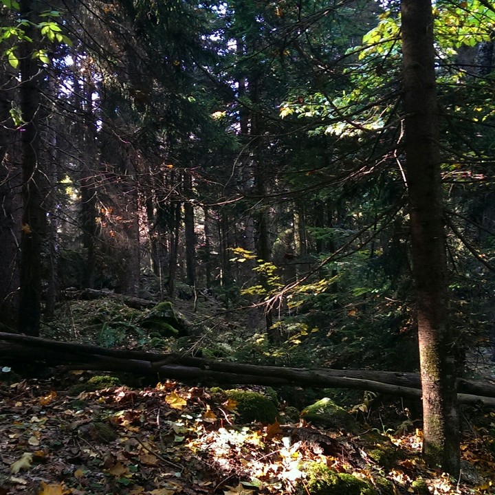 #mountain#forest#Sun#journey#adventure