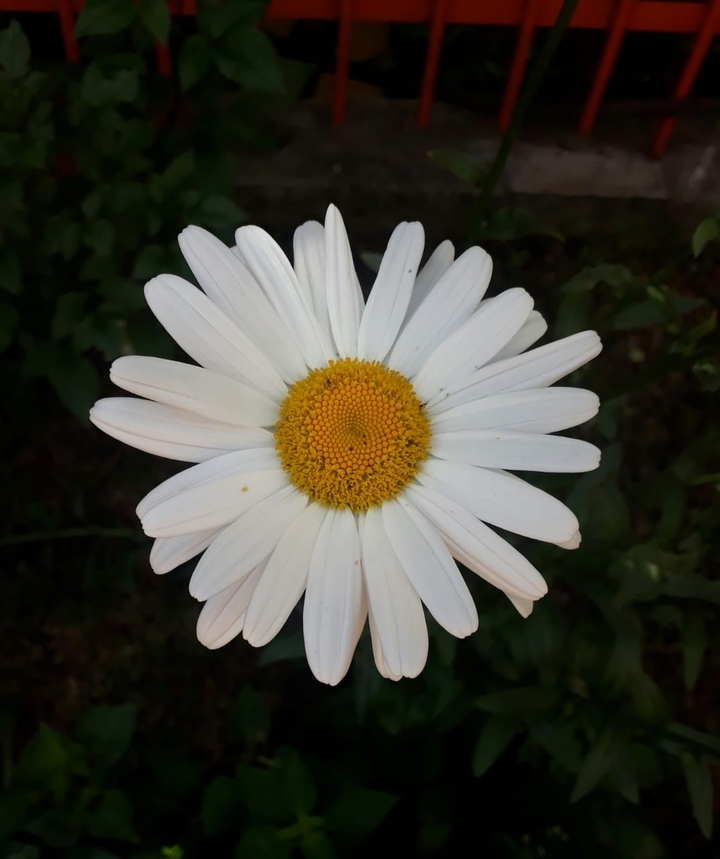 Flor branca